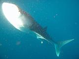Djibouti - Whale Shark in the Gulf of Aden - 15